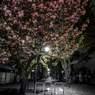 夜の花