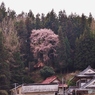 馬頭観音のしだれ桜