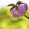 花は咲けども