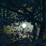 写真句：さくら宇宙公園さくら祭り14：Light up６