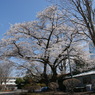 白楊高校の桜