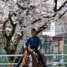 馬術部員と桜