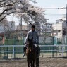 馬術部員と桜２