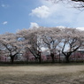 千波公園の桜