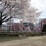 千波公園の桜２