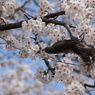鳥と桜
