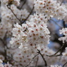 桜のアップ