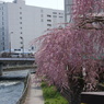 田川沿いの枝垂桜