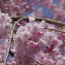 枝垂桜のアップ