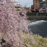 田川と枝垂桜