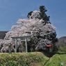 神社の桜