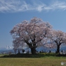 一ノ堰の種蒔き桜 １