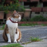 三毛猫ジョージ
