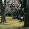 写真句：さくら宇宙公園さくら祭り18：NTW609