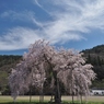 校庭の桜