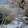 写真句：さくら宇宙公園さくら祭り19：NTW610