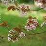 写真句：桜屏風