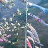 山間の風を受けて