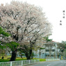 写真句：通学路の桜：NTW611