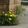 写真句：たんぽぽ