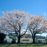 写真句：踊る桜：NTW613