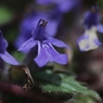 足元の花　１