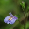 足元の花　２