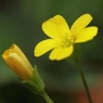 足元の花　３