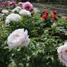 親水公園の緑道で