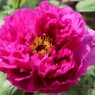開花する牡丹