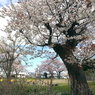 写真エッセイ：街中公園の桜１