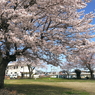 写真エッセイ：街中公園の桜２: 掌編：NTW614