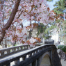 SAKURA FILM（桜をフィルムで）その3