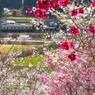里山の春