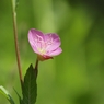 足元の花　４