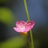 足元の花　５