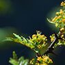 サンショウの花　　DSC_6638