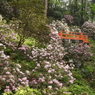 岡寺　石楠花