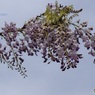 藤の花