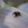 花弁に小さな蜘蛛
