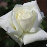 白薔薇