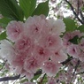 氏家駅の八重桜の花（4月26日）