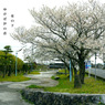 写真句：海に行く道４：さくら：NTW618