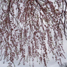 桜簾　P1063390zz
