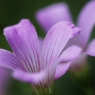 足元の花　６