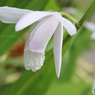 白い紫蘭