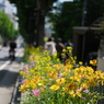 坂の街にも春が来た(1)