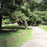 眩しい庭道