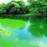 抹茶池