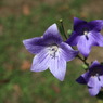 華